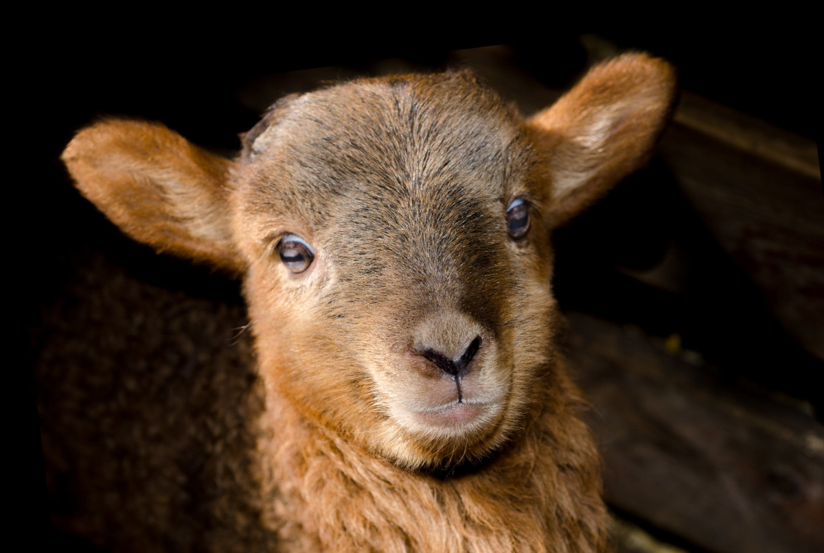 lambs-dressed-as-mutton-the-least-disciple